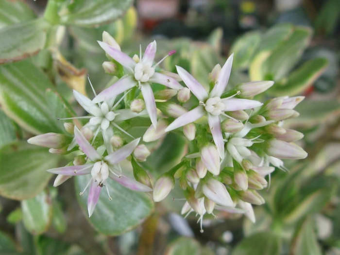 crassula-ovata-jade-varietes-plantes-fleurs-en-hiver