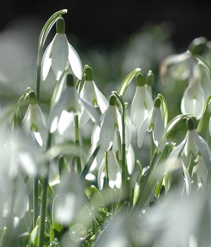 galanthus-nivalis-fleurs-dhiver-perce-neige