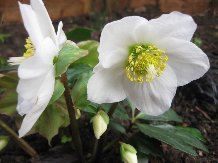 helleborus-niger-fleur-automne-fleurs-d-hiver