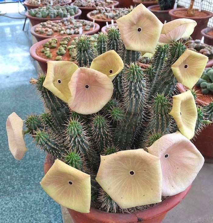 hoodia-gordonii-cactus-succulent-plante-grasse-fleurie