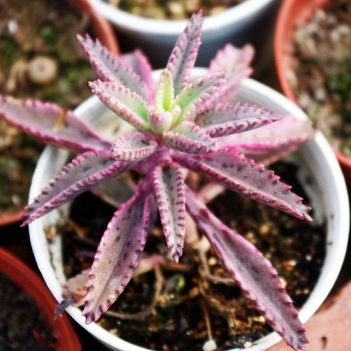 kalanchoe-daigremontian-plantes-succulentes-dinterieur-en-pot
