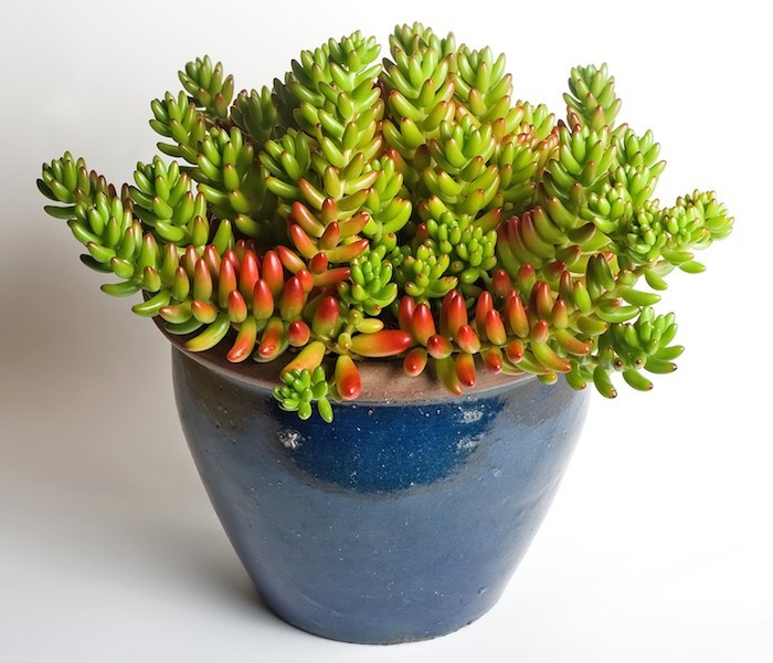 sedum-rubrotinctum-plantes-grasses-d-interieur-plantes-succulentes-en-pot