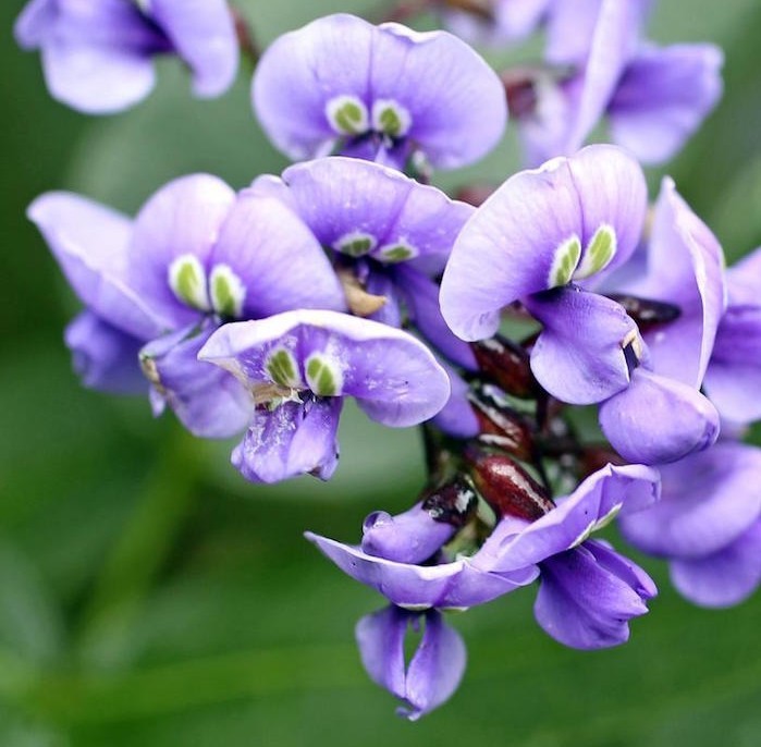  Violaceae-viola-pensées-fleurs-résistantes-hiver