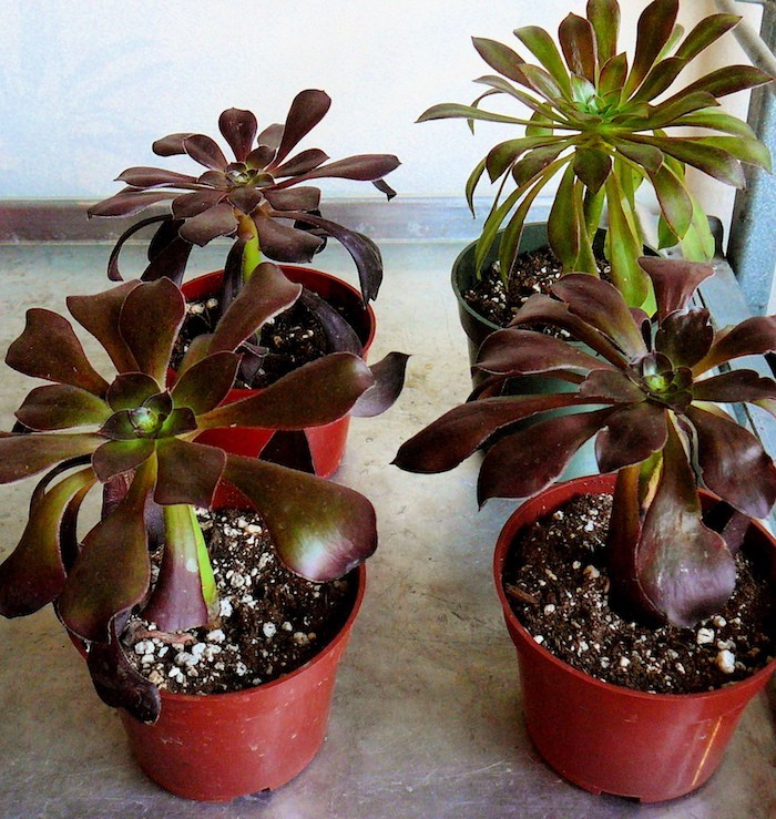 aeonium-plantes-grasses-exterieur-plante-succulente