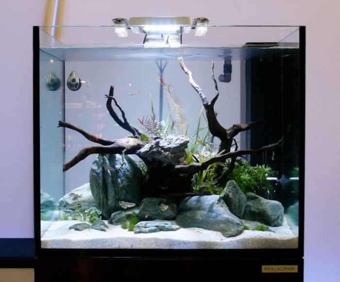 aquarium-plante-pour-bassin-plantes-aquatiques-interieur