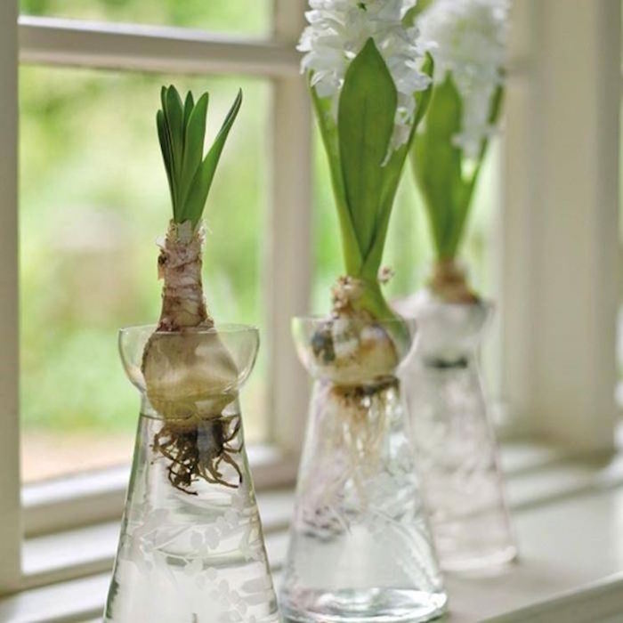 bulbes-fleurs-plante-aquatique-en-vase-eau-interieur