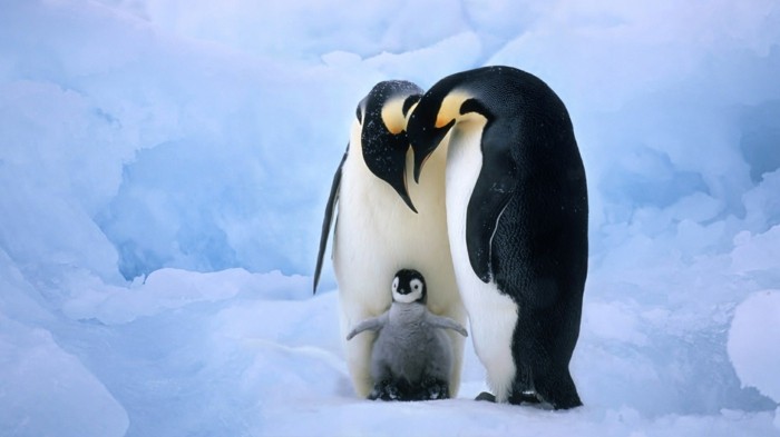 bebe-et-parents-ou-vivent-les-pingouins-petit-manchot