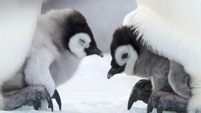 bebe-manchot-pingouin-empereur-belle-image-maman-et-bebes
