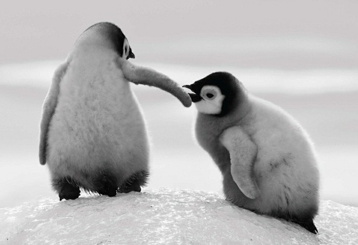 bebe-manchot-pingouin-empereur-belle-image-photo-amusante