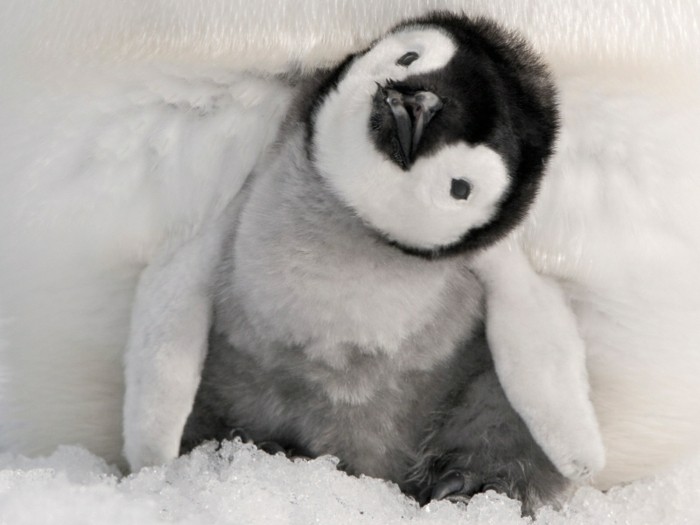 bebe-manchot-pingouin-empereur-belle-image-trop-joli
