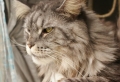 Le chat maine coon présenté en 69 photos amusantes