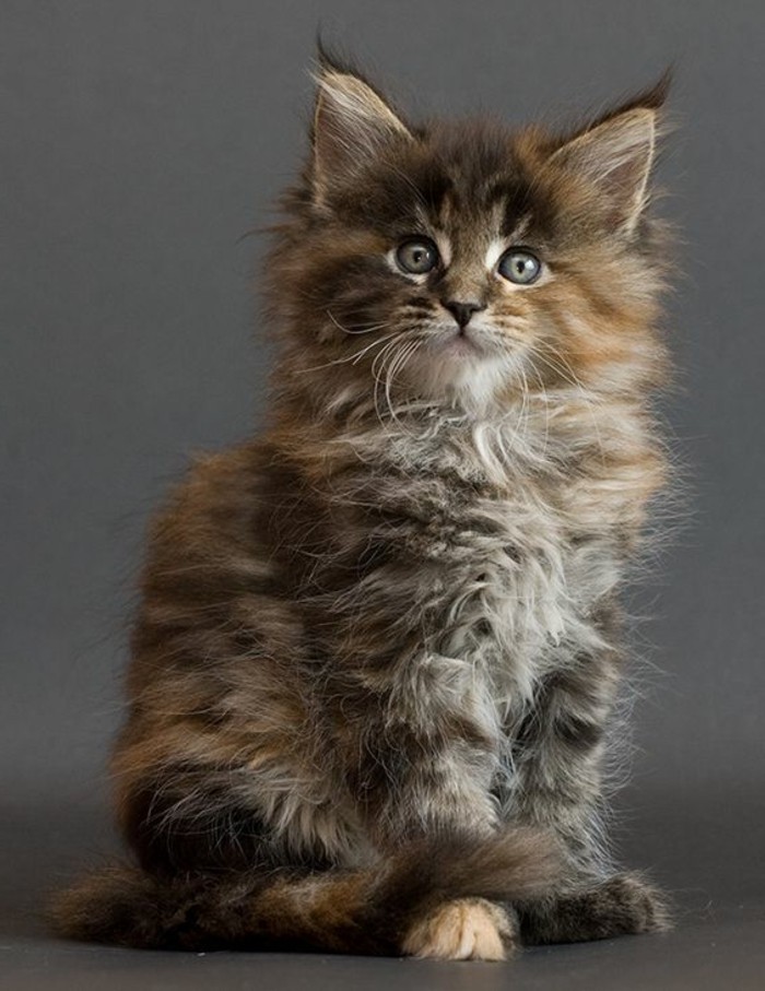 Le Chat Maine Coon Pr sent En 69 Photos Amusantes