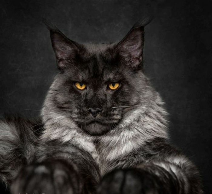 Le Chat Maine Coon Presente En 69 Photos Amusantes Archzine Fr