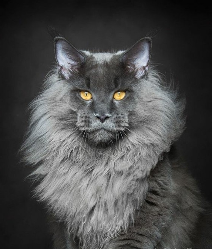 chat-maine-coon-un-exemplaire-qui-respecte-chat-gris