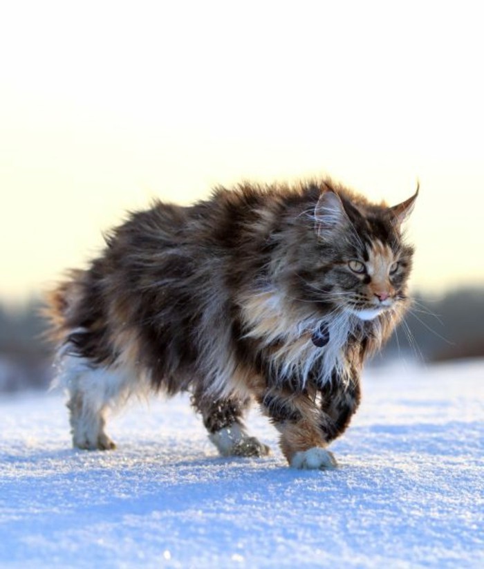 chat-maine-coon-une-belle-femelle-qui-se-promene-dans-la-neige