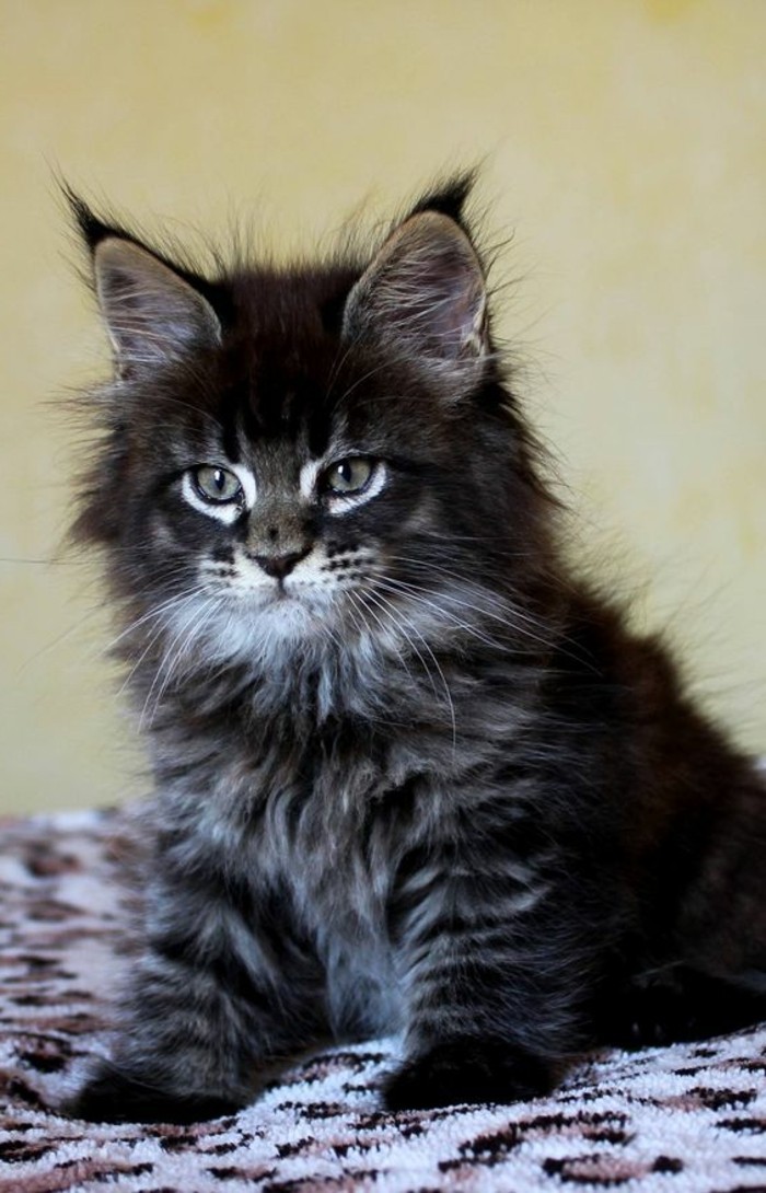 Couleur Chat Maine Coon Chat Maine Coon La Plus Grande Race De Chat 