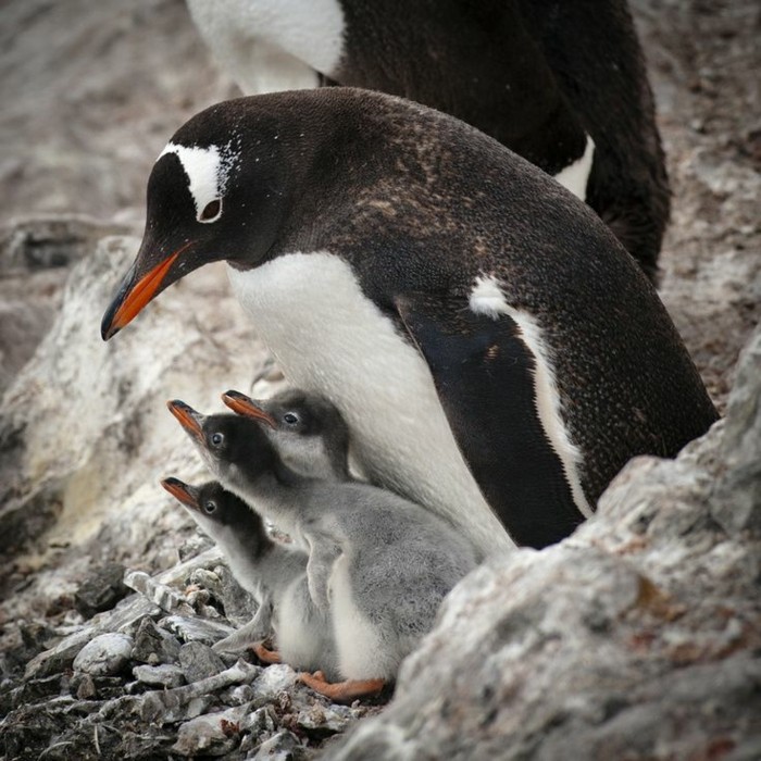 chouett-image-fascinante-difference-entre-manchot-et-pingouin-magnifique