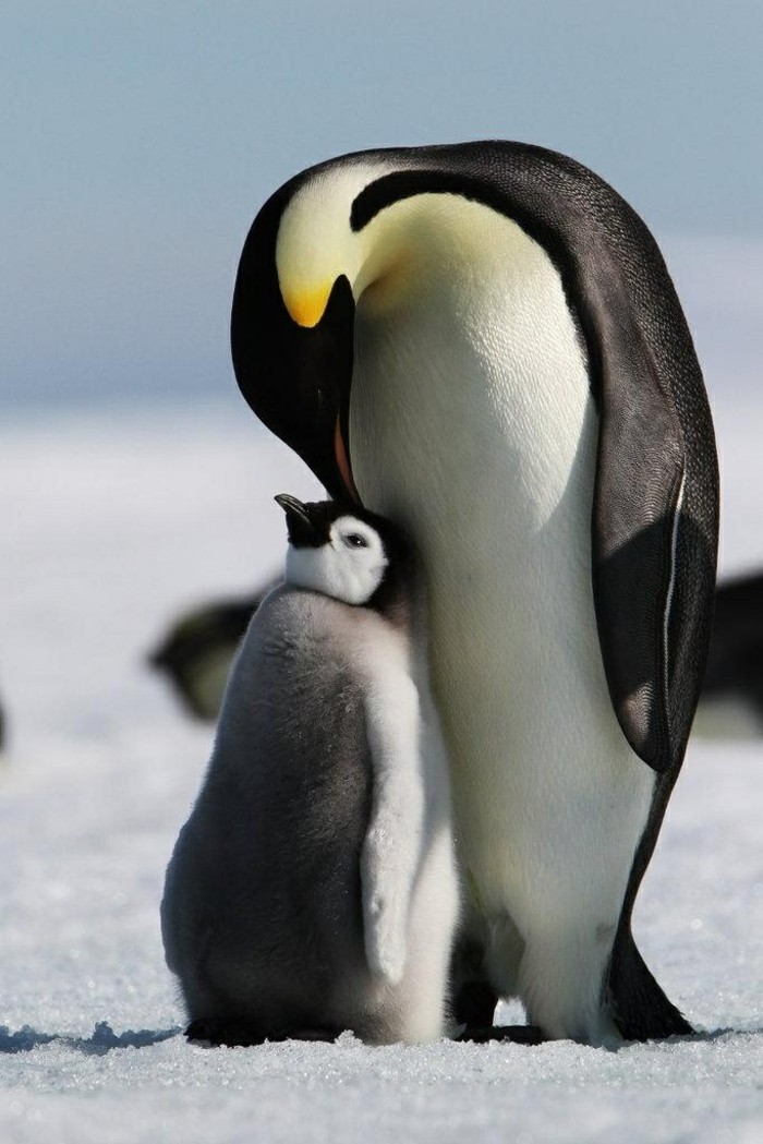chouette-photo-pingouin-manchot-difference-bebe-manchot