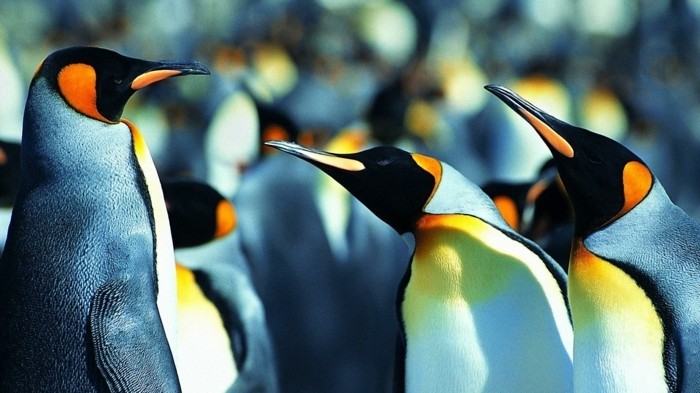 chouettes-pingouins-manchot-difference-bebe-manchot