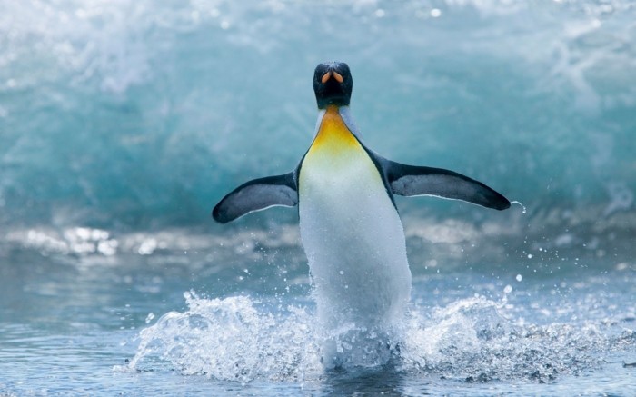 cool-photo-le-manchot-empereur-pinguin-vole-voir-la-mer-et-pinguins-en-ete