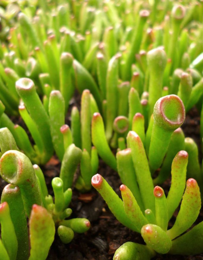 crassula-plante-succulente-plante-grasse-exterieur-plantes-grasses-d-interieur