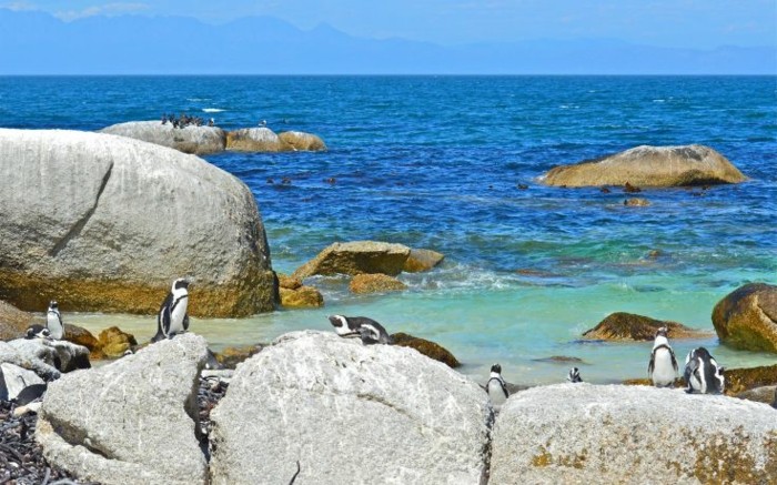 de-belle-photo-le-manchot-empereur-pinguin-vole-ete