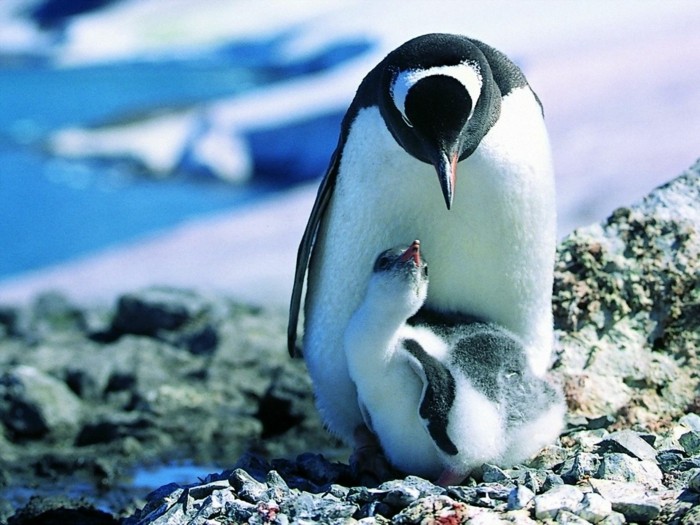 Les Manchots Decouvrez Les Sur 50 Des Plus Mignonnes Et Amusantes Photos Archzine Fr