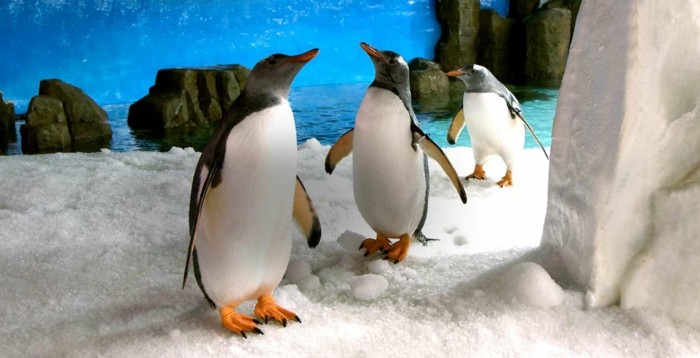 difference-manchot-pingouin-image-mignon-chez-le-zoo