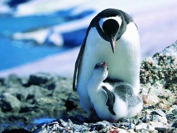 difference-manchot-pingouin-image-mignon-manchon-et-bebe