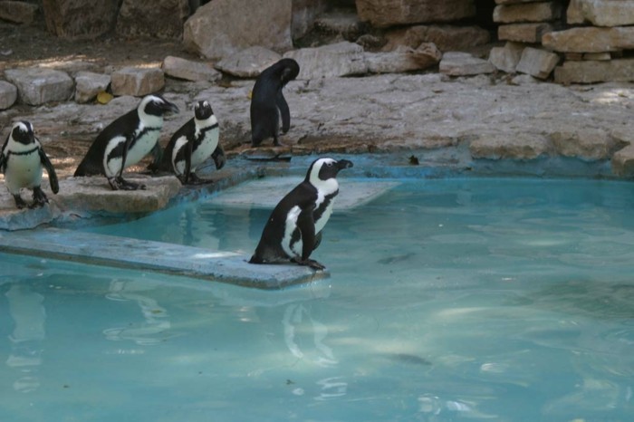 difference-manchot-pingouin-image-mignon-piscine
