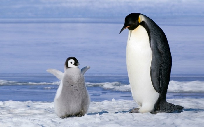 Les Manchots Decouvrez Les Sur 50 Des Plus Mignonnes Et Amusantes Photos Archzine Fr