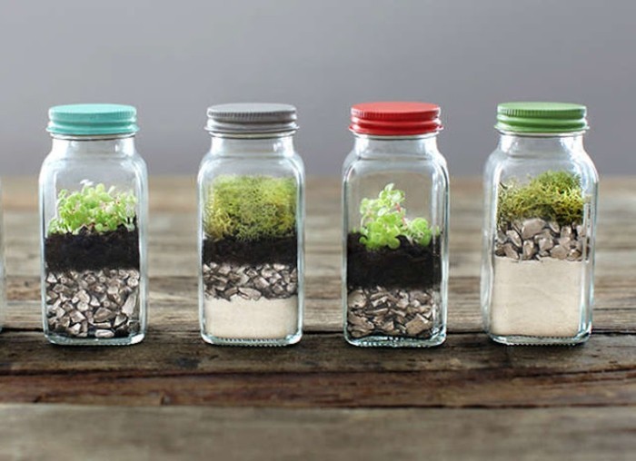 fabriquer-un-terrarium-plantes-places-dans-de-petites-salieres-idee-amenagement-terrarium-sympa