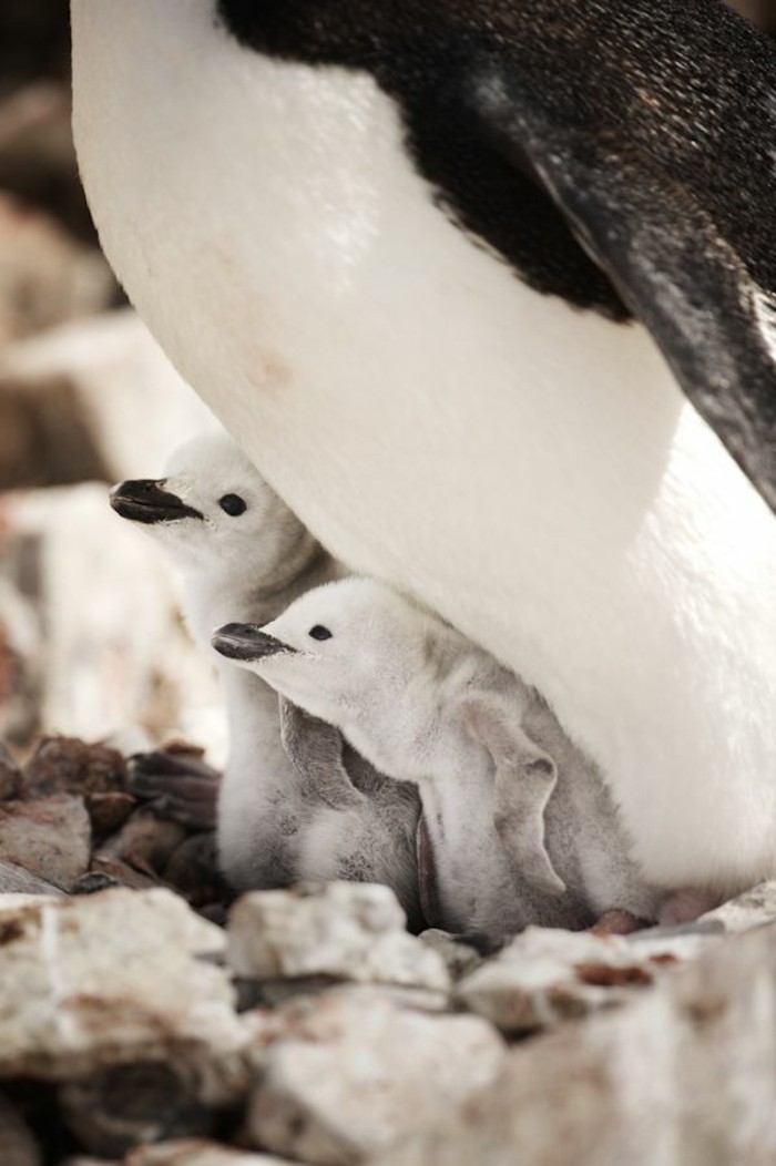 fascinante-difference-entre-manchot-et-pingouin-bebe