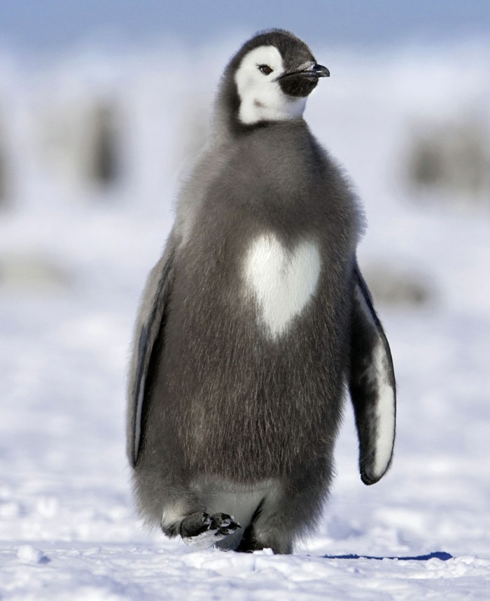 fascinante-difference-entre-manchot-et-pingouin-coeur