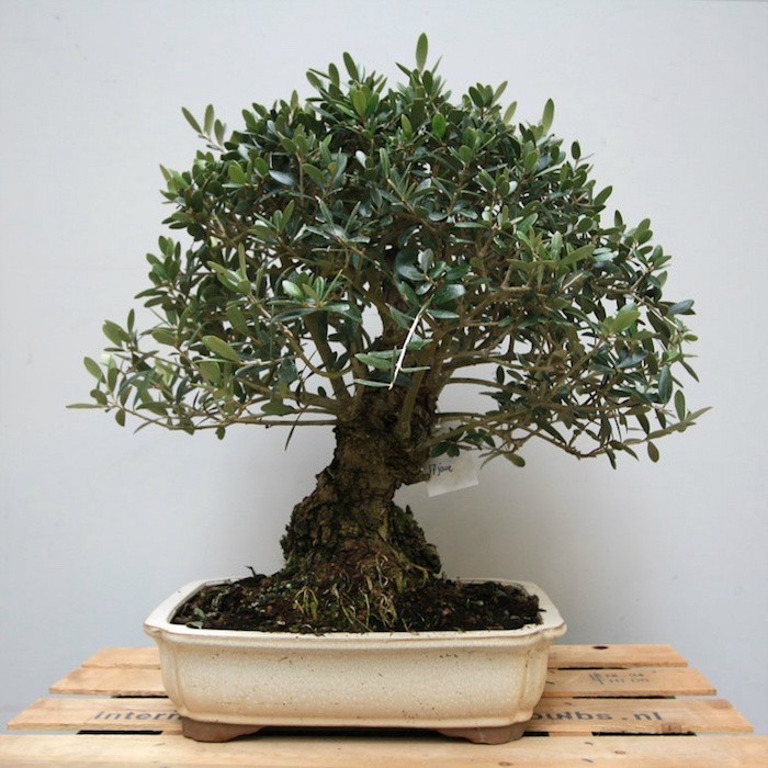 faux-arbre-bonsai-artificiel-fleur-plastique-plante-artificielle-cadeau-idee-deco