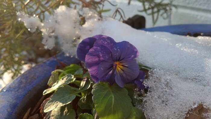 fleur-hiver-viola-violaceae-violette-pensee