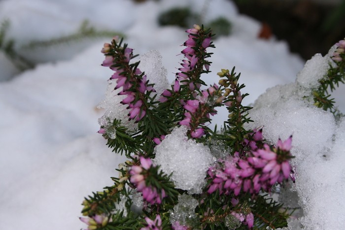fleurs-froid-neige-hiver-erica-bruyere