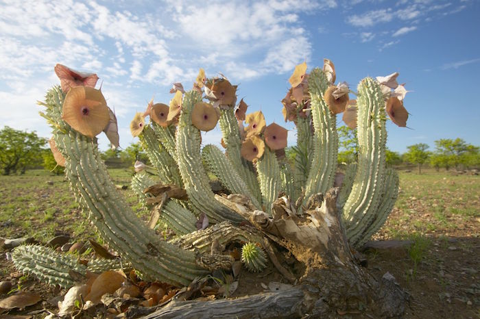 hoodia-plante-grasse-exterieur-mini-cactus-succulent