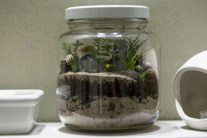 idee-pour-un-terrarium-tropical-dans-un-pot-en-verre-magnifique-idee-terrarium-pas-cher-diy