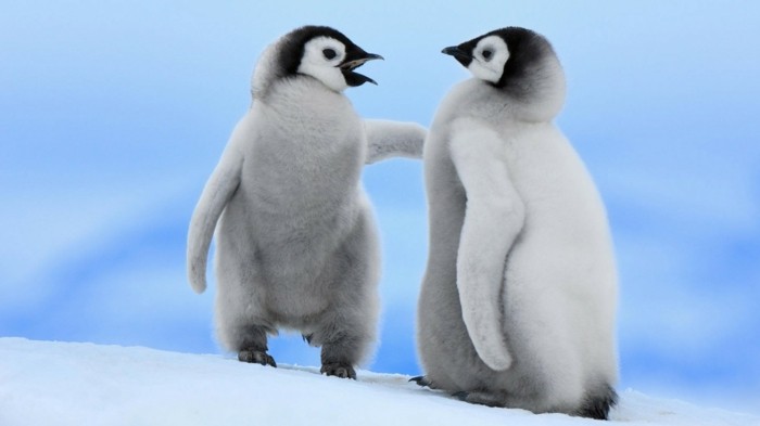 les-pingouins-volent-pas-manchot-adelie-cool-phoyo