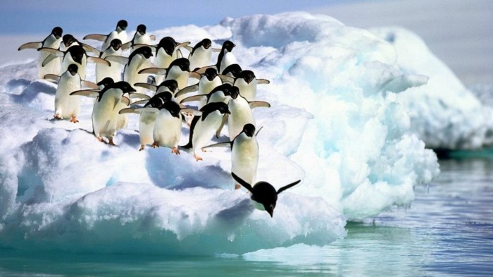 les-pingouins-volent-pas-manchot-adelie-saute-dans-l-eau