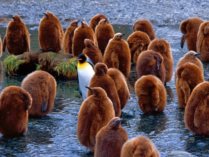 les-pingouins-volent-pas-manchot-adelie-superbe-photo-de-manchot-manchot-adelie