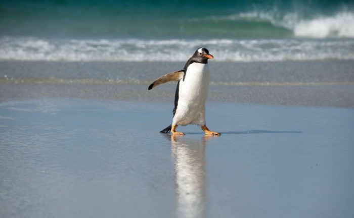 manchot-et-pingouin-manchots-empereur-sur-la-plage