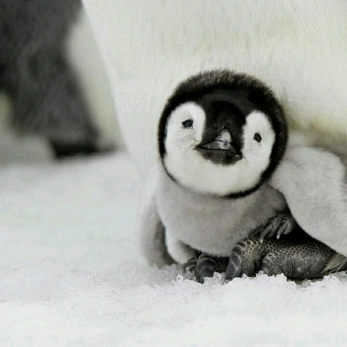 Les Manchots Decouvrez Les Sur 50 Des Plus Mignonnes Et Amusantes Photos Archzine Fr