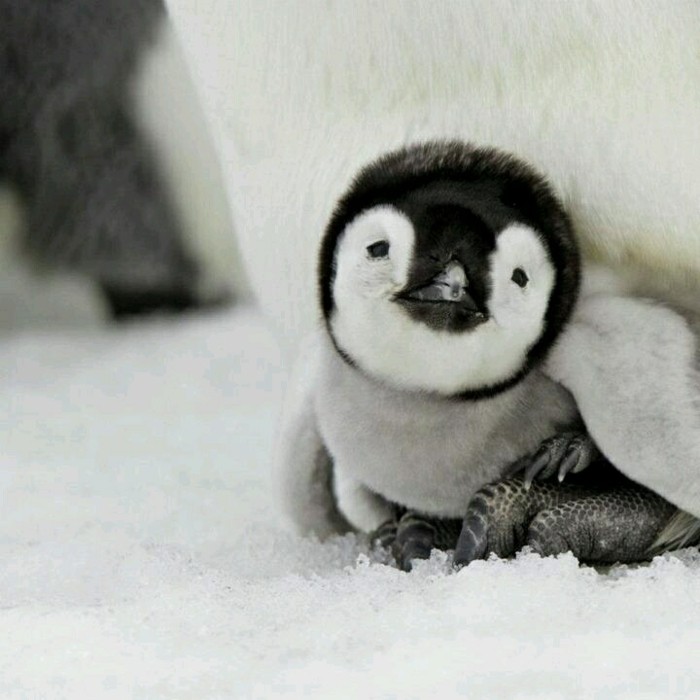 mignon-bebe-manchot-pingouin-empereur-belle-image-trop-mignon