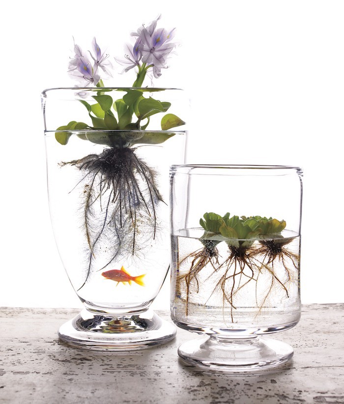 mini-aquarium-pour-plantes-aquatiques-flottantes