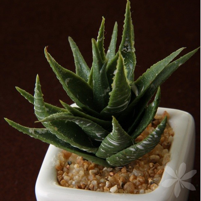 mini-cactus-artificel-fleurs-fleur-fausse-plante-artificelle-plastique-artificel-artificielles-faux-vegetal