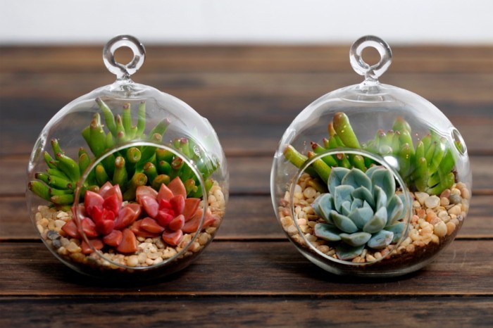 mini-terrarium-charmant-plante-terrarium-tres-convenable-pour-la-decoration-de-votre-interieur