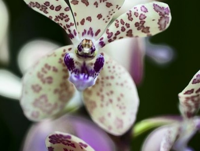 Orchidées étranges : Le guide pour les cultiver (sans les tuer) et ...