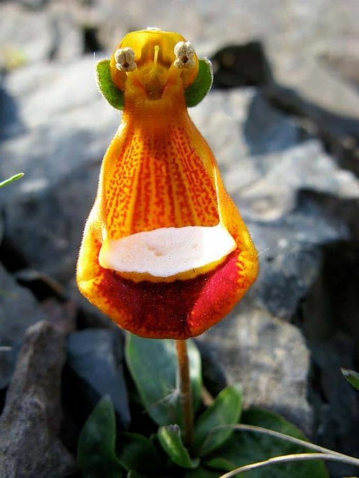 L'orchidée rare la plus bizarre ou quand les orchidées imitent la vie